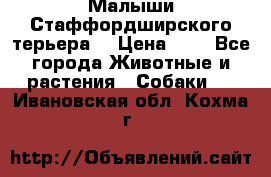 Малыши Стаффордширского терьера  › Цена ­ 1 - Все города Животные и растения » Собаки   . Ивановская обл.,Кохма г.